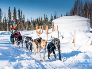 Last Frontier Mushing Co-op
