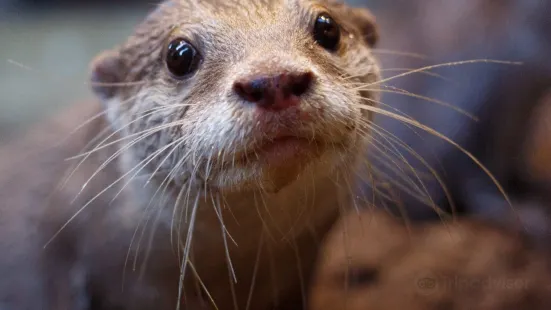 湖區水族館