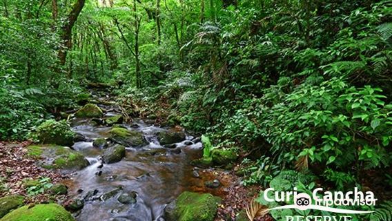 Curi-Cancha Reserve
