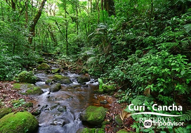 Curi-Cancha Reserve
