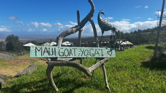 Maui Goat Yoga