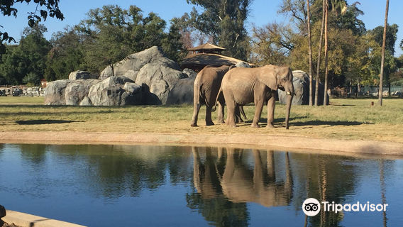zoo di Fresno Chaffee