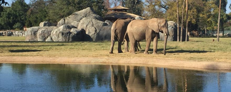 zoo di Fresno Chaffee