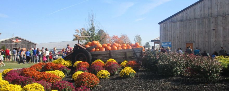 Snyder's Family Farm