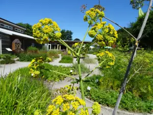 De Kruidhof Hortus van Friesland