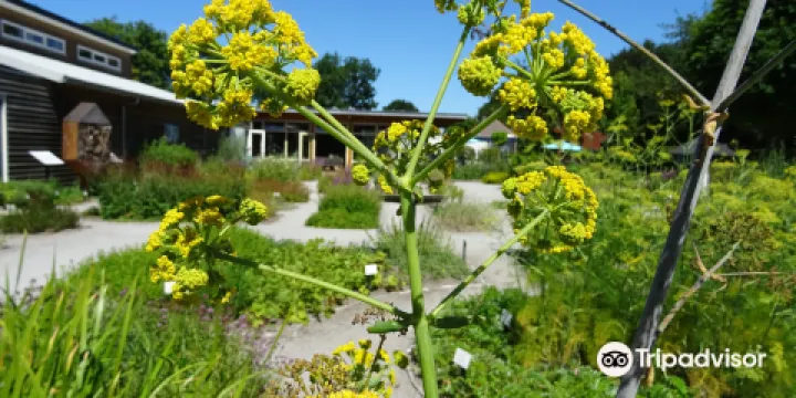 草本植物庭院植物園