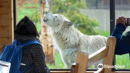 Grizzly & Wolf Discovery Center