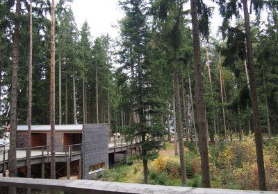 Treetop Walkway