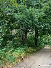 RSPB Reserve Blean Woods