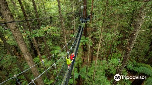 Redwoods Treewalk