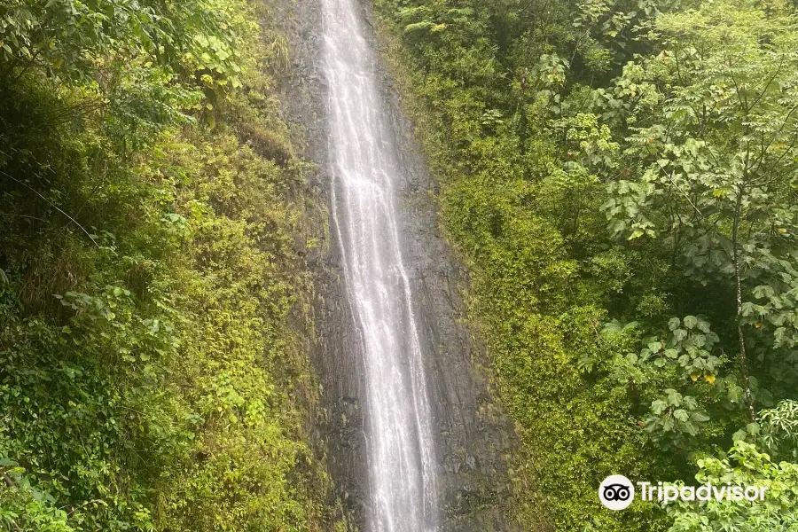 Manoa Falls Trail