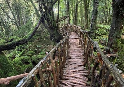 Puzzlewood