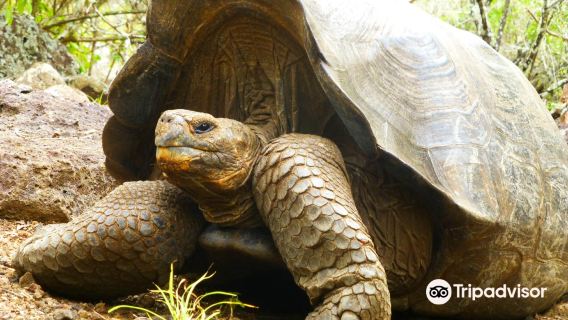 Galapaguera de Cerro Colorado