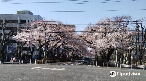 相模原市役所櫻花大道