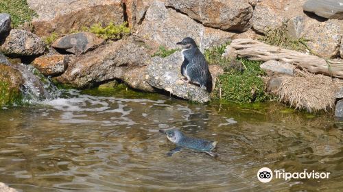 Penguin Centre