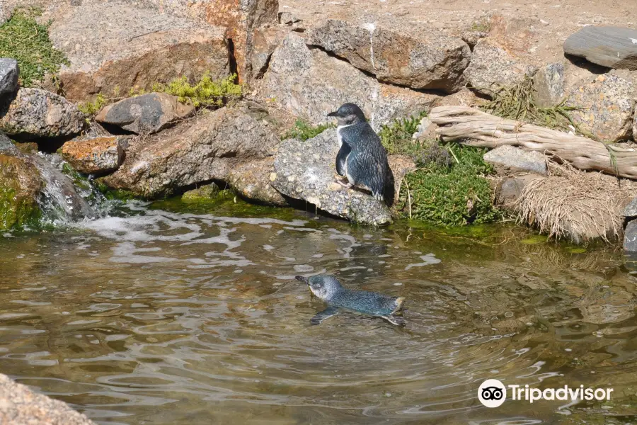 Penguin Centre