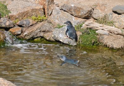 Penguin Centre