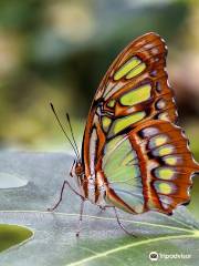 Le Tropique du Papillon