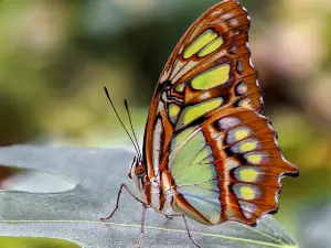 Le Tropique du Papillon