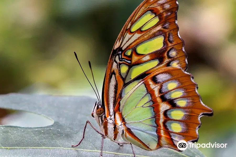 The Tropic of butterfly