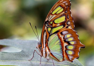 The Tropic of butterfly