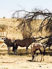 Kgalagadi Transfrontier Park