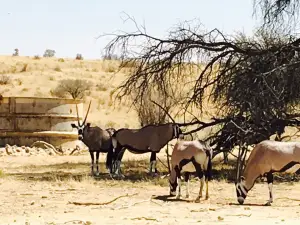 Kgalagadi Transfrontier Park