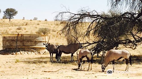 Kgalagadi Transfrontier Park