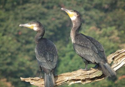 Periyar Wildlife Sanctuary