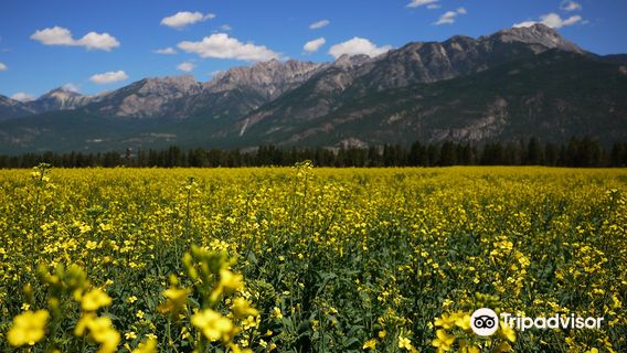 Mineral Mountain Ziplines