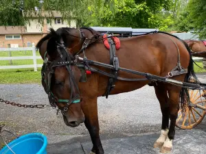 Abe's Buggy Rides