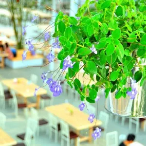 香草菲菲芳香植物博物館