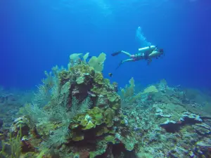 Scuba Daze Belize