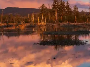 Skagit Wildlife Area-Wiley Slough