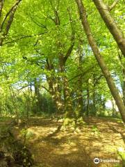 Merlin Park Woods