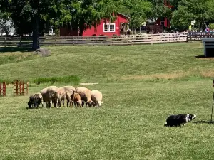 Lake Metroparks Farmpark