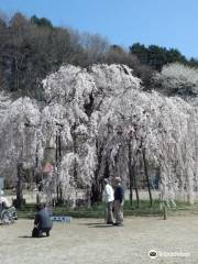 樹齢450年の孝子桜