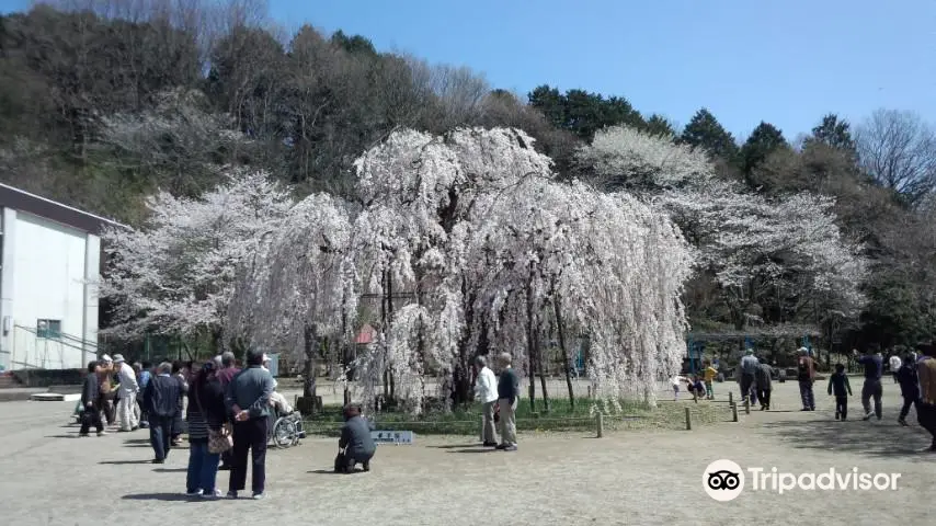 樹齢450年の孝子桜