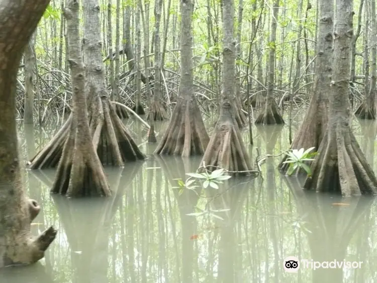 Mangrove Boat Tour