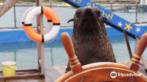 Seals Show