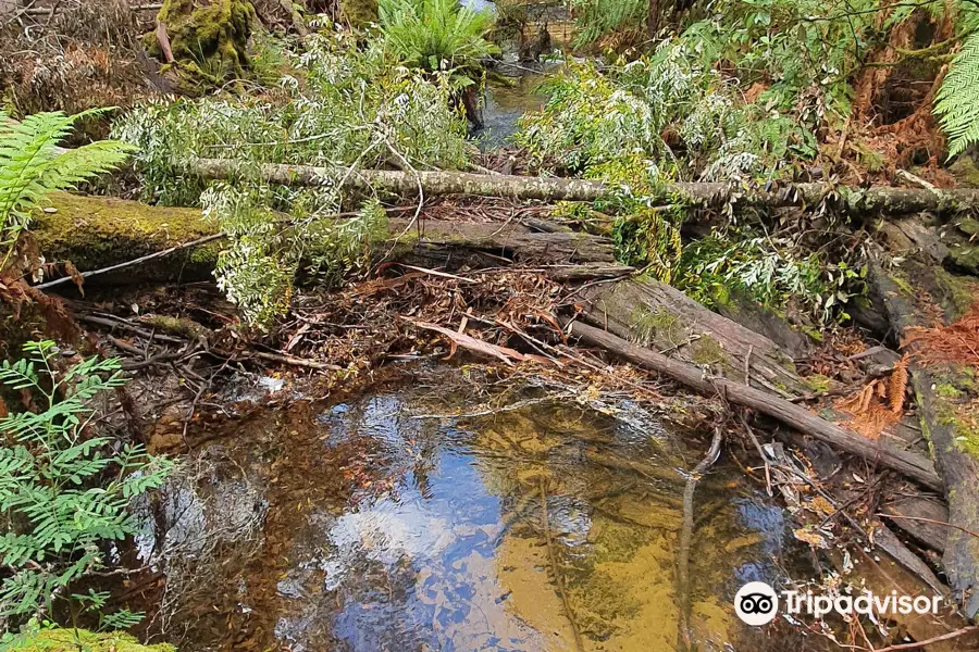 Latest travel itineraries for Tall Trees Walk in January (updated in