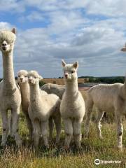 Charnwood Forest Alpacas