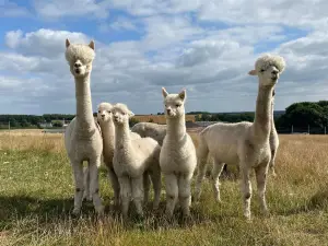 Charnwood Forest Alpacas