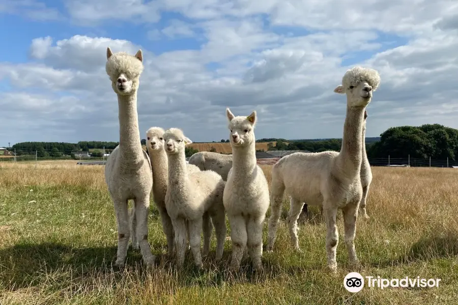 Charnwood Forest Alpacas