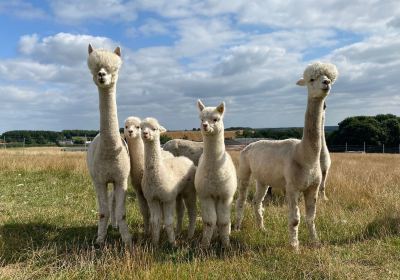 Charnwood Forest Alpacas