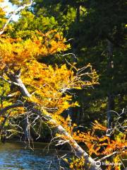 Reelfoot Lake State Park