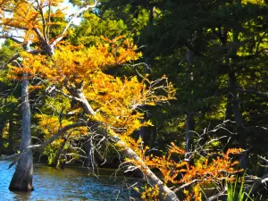 Parc d'État de Reelfoot Lake