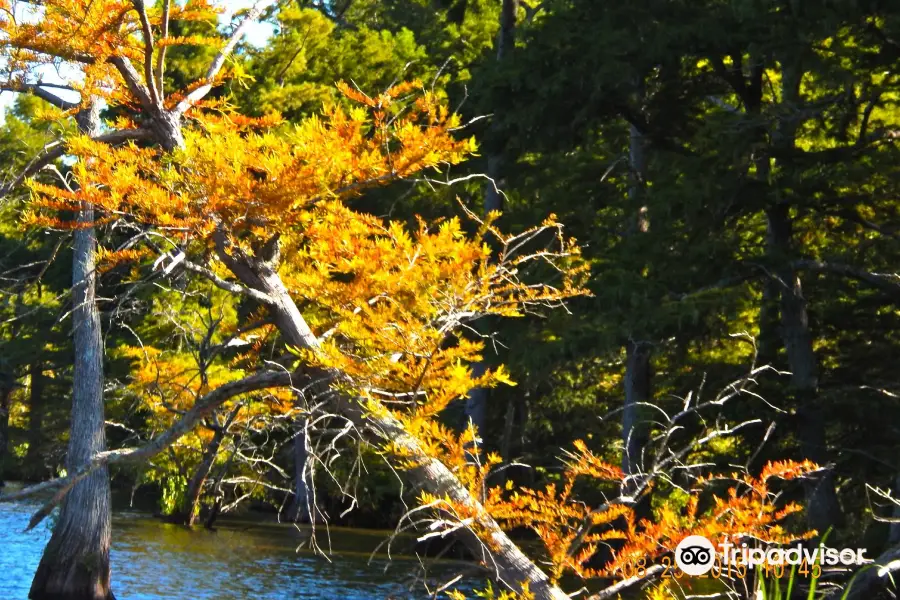 Reelfoot Lake State Park