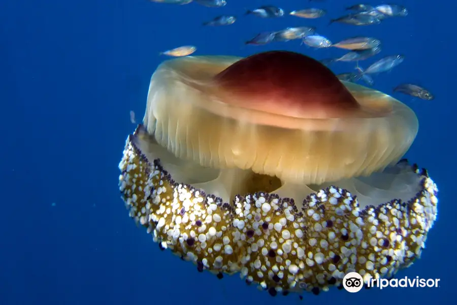 Pongo Diving Center