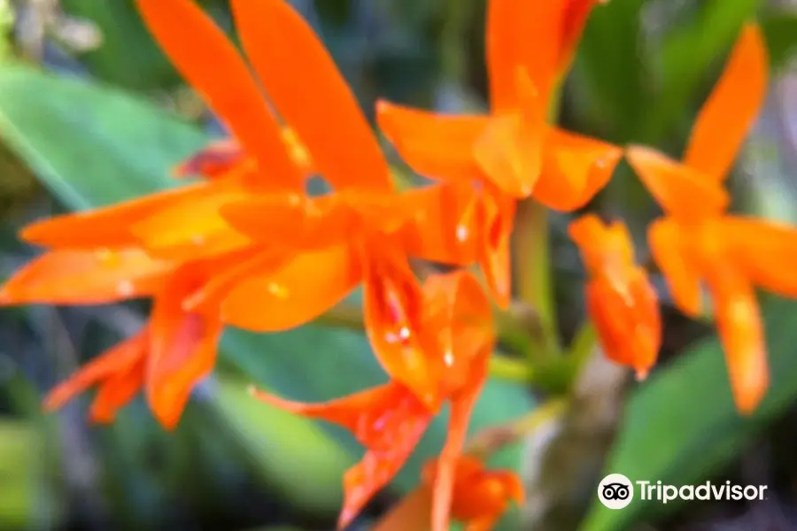 La Orquideario Encantada